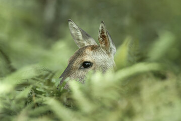 숨어있는 암컷 노루