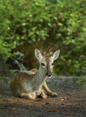 쉬고 있는 암컷 노루