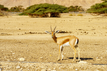 Dorcas gazelle, in the Yotvata Hai-Bar Nature Reserve