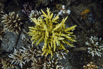 Yellow coral on metal construction in deep ocean