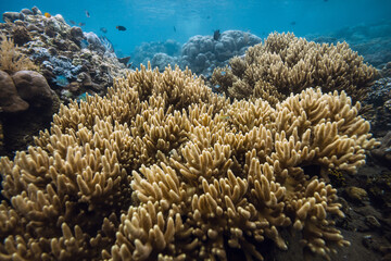Tranquil underwater scene with living corals in blue sea