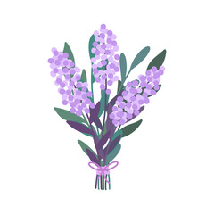 Purple lilac bouquet vector illustration isolated on white background.