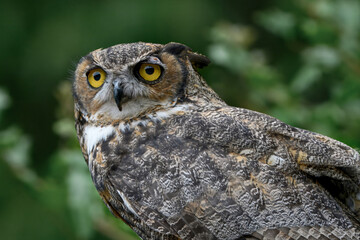Great Horned Owl gaze 3. 