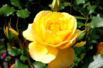 黄色いバラ