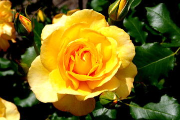 黄色いバラ