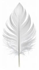 Single white feather, close-up