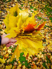 Bouquet of fallen yellow maple leaves in hand, autumn background, september october