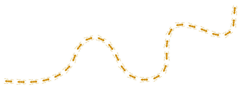 Illustration of a continuous, wavy ant trail or line of ants marching in a column