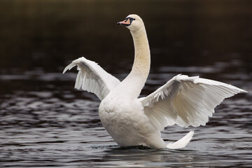 white swan on the lake