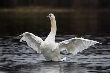 swan on the lake