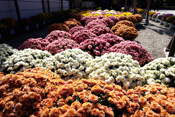 カラフルな菊の花