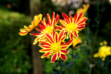 カラフルな菊の花
