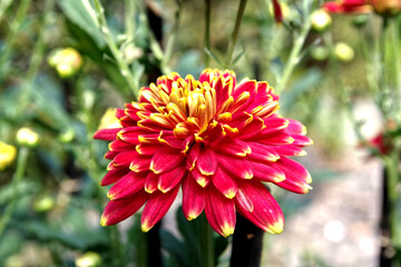 カラフルな菊の花