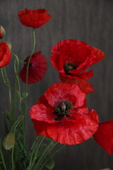 Fototapeta premium red poppy flower