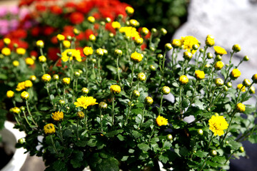 カラフルな菊の花