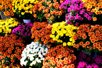 カラフルな菊の花