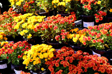 カラフルな菊の花、花手水