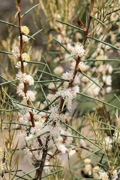 Desert Hakea (Hakea mitchellii) in flower. Australian native plant.