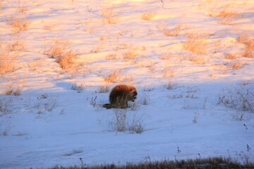 A porcupine heads over the hill in March.
