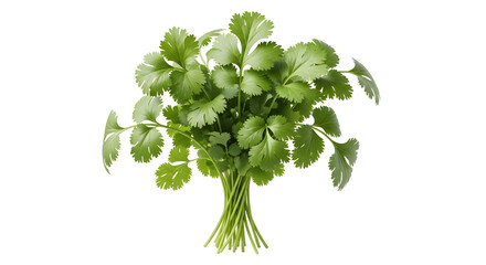 Fototapeta premium Fresh Bunch of Green Cilantro or Coriander Herb Isolated on White Background