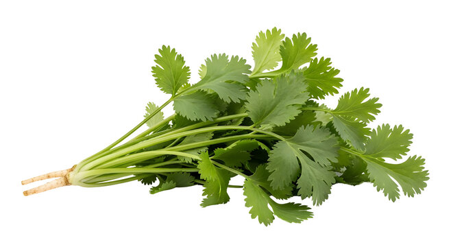 Bunch of fresh green cilantro herb leaves isolated on white background.