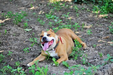happy 12 years old amstaff dog in nature, laying on a grpund  pet theme