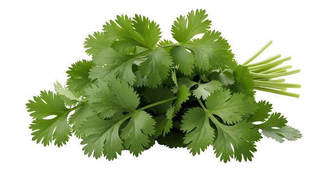 Fresh green cilantro or coriander leaves bunch isolated on a white background.