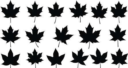 Maple leaf silhouette collection, black leaf icons, botanical shapes, autumn foliage, leaf morphology, nature pattern, isolated leaves, vector set
