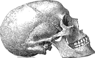 Human skull sketch, hand drawn vector, detailed lateral side view anatomy. Vector illustration