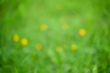 Abstract Background of Soft Green Meadow With Blurred Yellow Dandelions Beneath Gentle Sunlight in Quiet Spring Scene Today