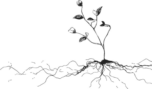 Plant roots hand drawn sketch showing underground root system and young stem. Vector illustration
