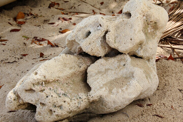 Coral on the beach