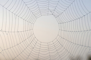 Obraz premium Spiderweb with Dewdrops in Soft Light stock