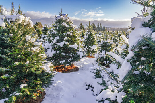 Snow covered balsam fir trees on a Christmas tree farm. - Powered by Adobe