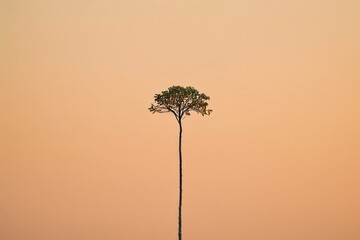 Single Tree Silhouette Against Sunset Sky