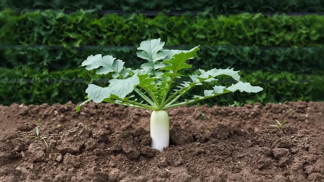 Daikon radish static shot growing in dark soil. Healthy root vegetable, fresh produce, and organic Asian farming concept.