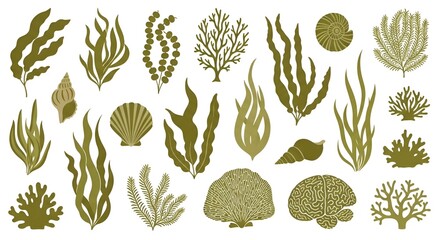 Diverse collection of marine plants and shells isolated on a white background