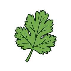Fototapeta premium Hand drawn vector illustration of a single fresh cilantro leaf isolated on white.