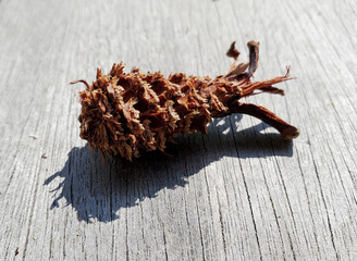 "森のエビフライ"リスやネズミが食べた松ぼっくりの食痕