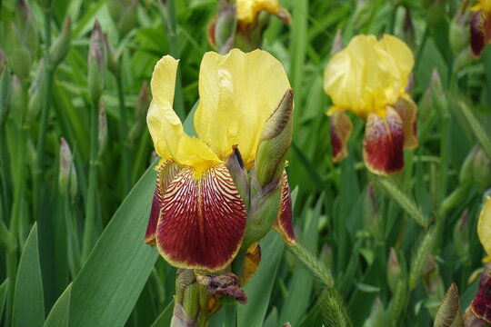 Macro of flowers of yellow and brownish red bearded irises in mid May