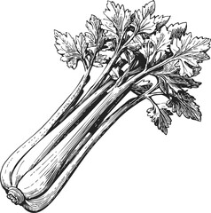 Celery stalk sketch hand drawn, detailed botanical vegetable illustration. Vector illustration