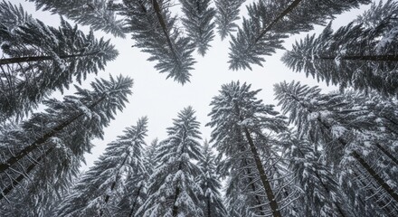 Snow covered evergreen trees winter forest view