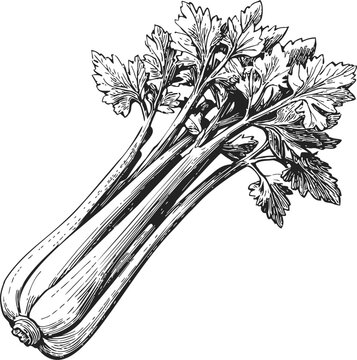 Celery stalk sketch hand drawn, detailed botanical vegetable illustration. Vector illustration