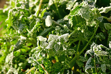 hoarfrost on herbs in winter