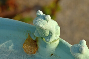 frozen bird drinkers with stone in winter