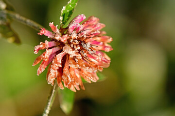 hoarfrost on flower od a clover in winter