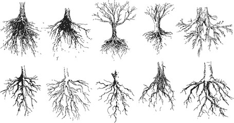 Tree roots sketch, hand drawn vector set of various root systems and trunks. Vector illustration