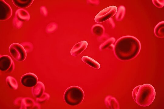 red blood cells