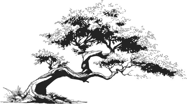 Bonsai tree sketch, hand drawn style with twisted trunk and dense foliage. Vector illustration