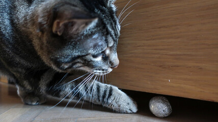 Gato jugando con bola de papel de aluminio